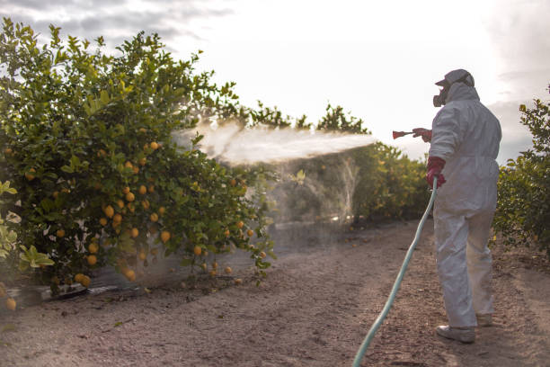 Best Affordable Pest Control Services  in Buenaventura Lakes, FL